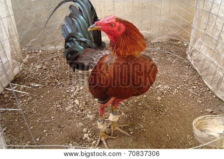 brown rooster