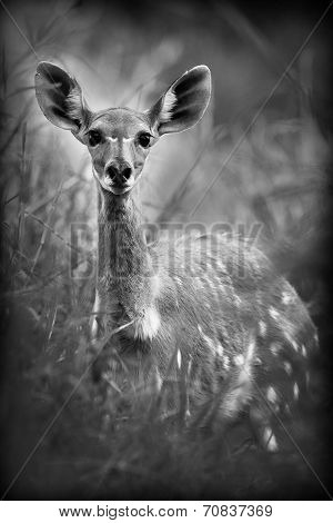 Antelope In Black And White