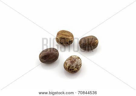Rubber Seeds,hevea Brasiliensis.
