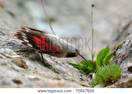 The Wallcreeper (Tichodroma muraria) in natural habitat