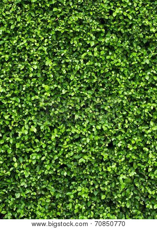 Green Plant On The Wall