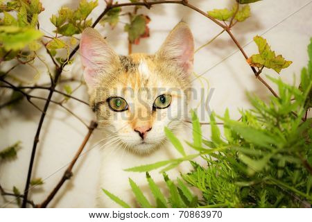 Cat in the garden.