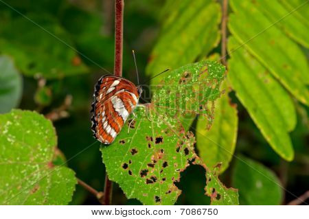 Makro hmyzu, Laos