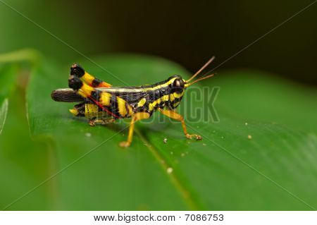 Makro hmyzu, Laos