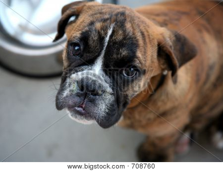 Bulldog hvalp