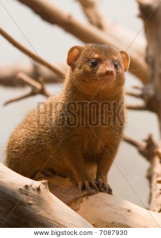 Trpasličí Mongoose
