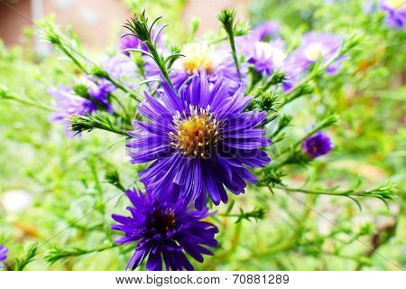 Aster Thomsonii
