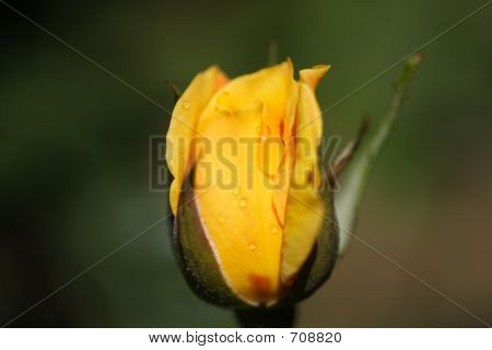 Rose Bud rosou