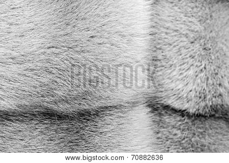 Texture From Fur Of Ashy Color