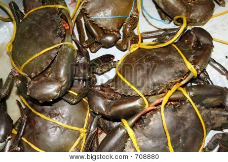 Tied Crabs