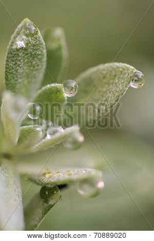 Dew Drops