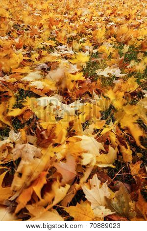 Leaves