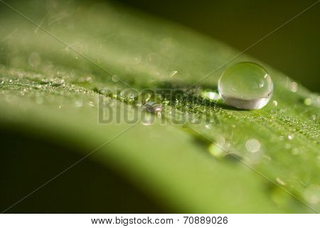 Dew Drops