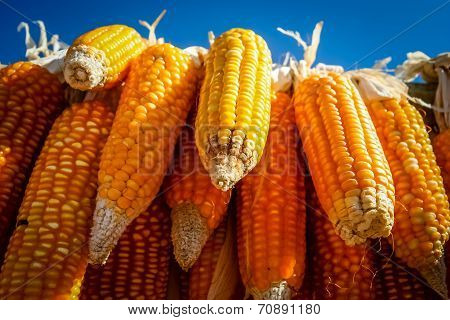 Corn on sale