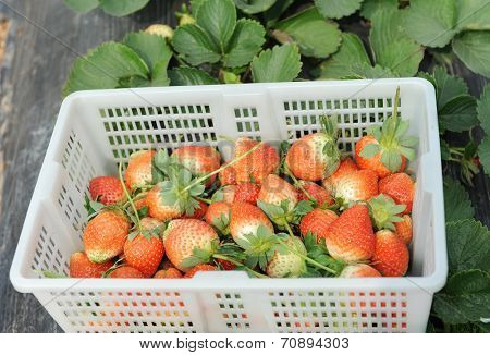 strawberries in white plastic punnet