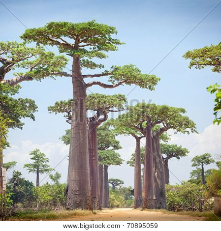 Baobab trees and rural road at sunny day. Madagascar