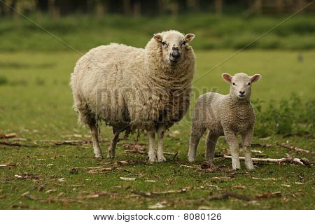 Koyun ve kuzu