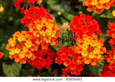 Beautiful Colorful Hedge Flower, Weeping Lantana