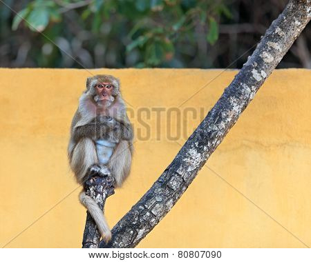 Monkey portrait on a tree