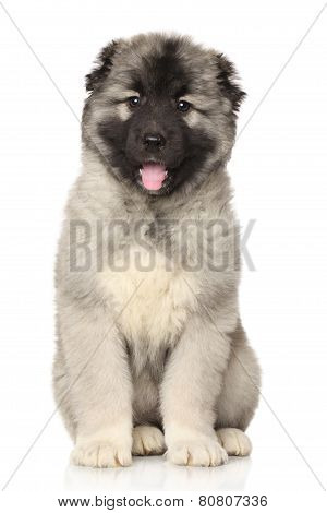 Central Asian Shepherd Puppy