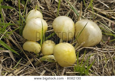 Žlutá houba Fieldcap - Bolbitius vitellinus