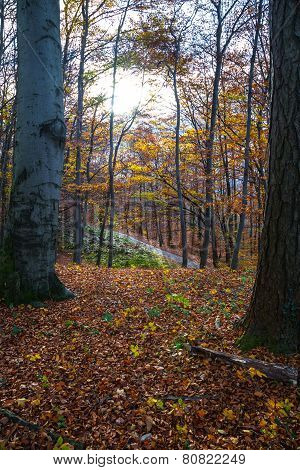 Trekking Path In The Forest