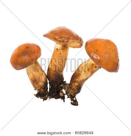 Group Of Edible Mushrooms Suillus