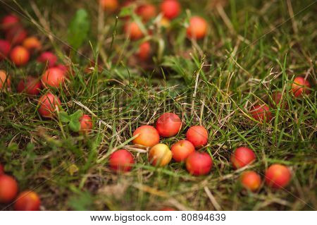 Wild Yellow Plum In Grass