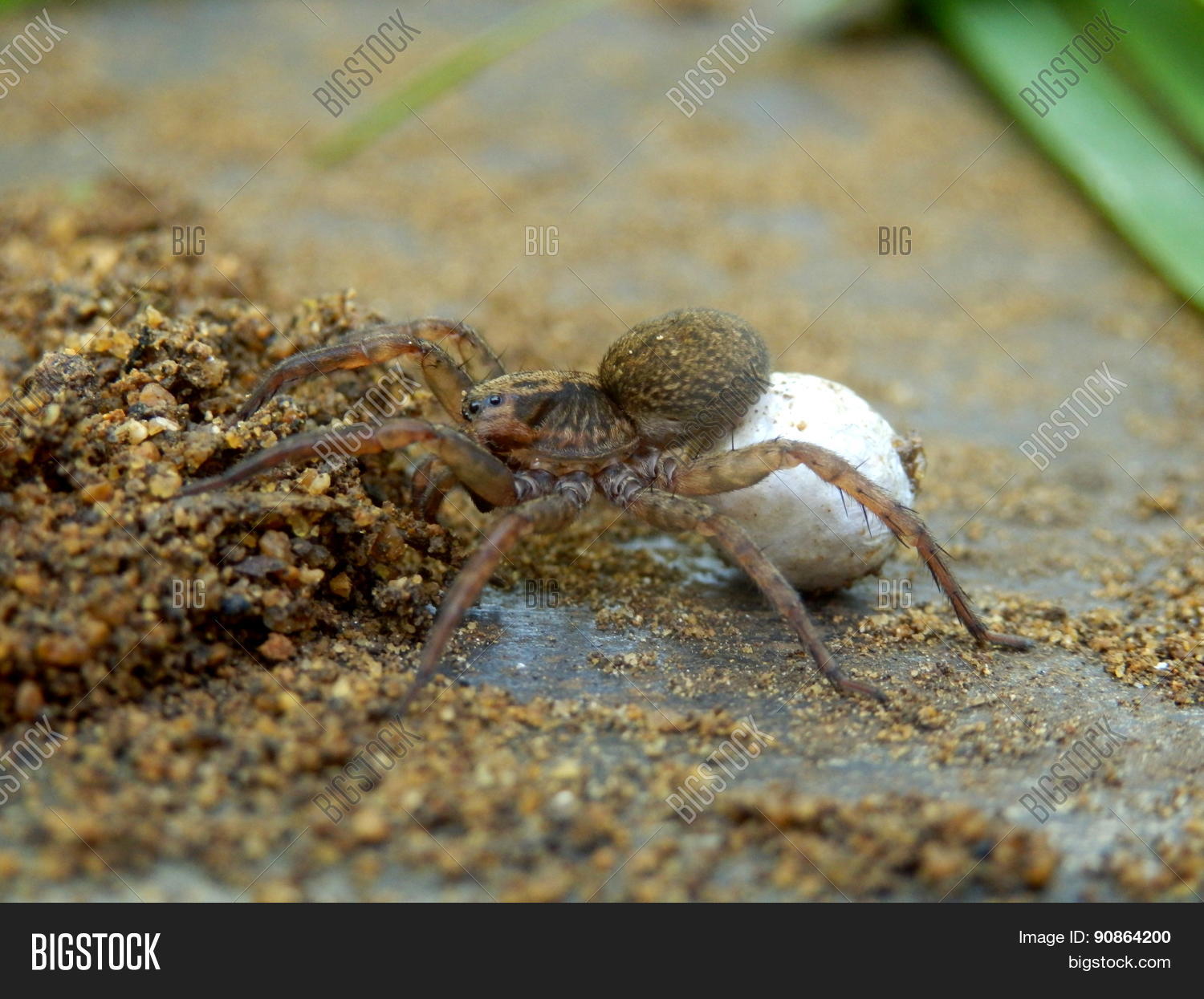 Wolf Spider Egg Sac Image & Photo (Free Trial) Bigstock