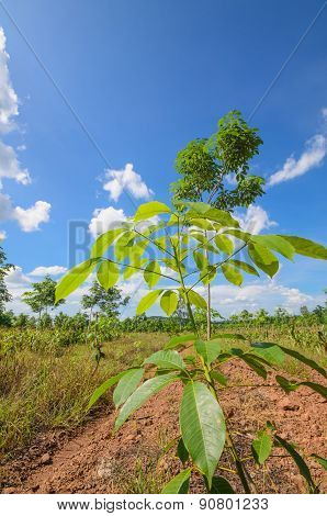 Rubber Tree