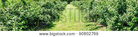 Panorama Of Rapberry Farm Isle