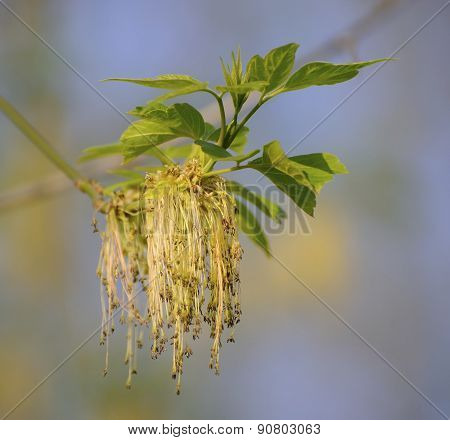 Flowering ash-leaved maple