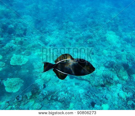 Black Triggerfish On Coral Reef Background. Molokini, Maui, Hawaii.