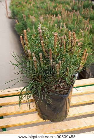 mountain pine in a pot