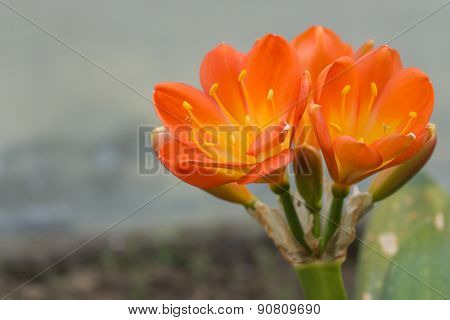 The Flowers On Succulent