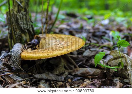 Mushroom