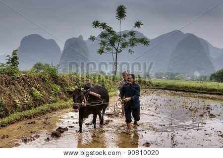 Man And Woman Plowed Paddy Field, Using Buffalo, Guangxi, China.