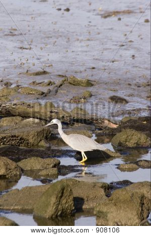 Heron 03