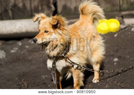 Cute Pooch