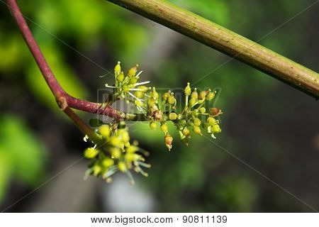 Flowering Vines