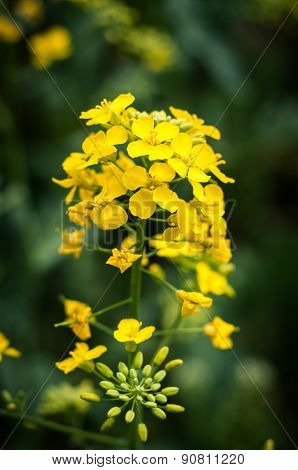 The Colza Flowers