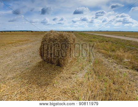 Big Field With Round Sheaves Of Yellow Straw After A Crop Harvest