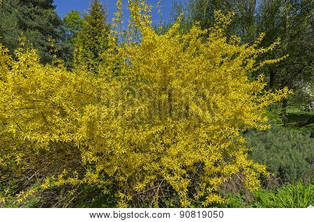 Blooming Forsythia