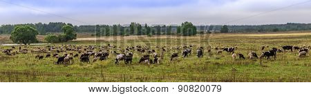 Herd