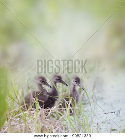 Limpkin Chicks in Florida Wetlands