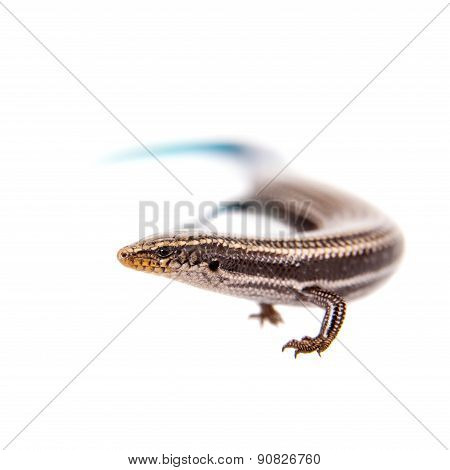 Gran Canaria skink, Chalcides sexlineatus, on white