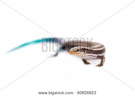 Gran Canaria skink, Chalcides sexlineatus, on white