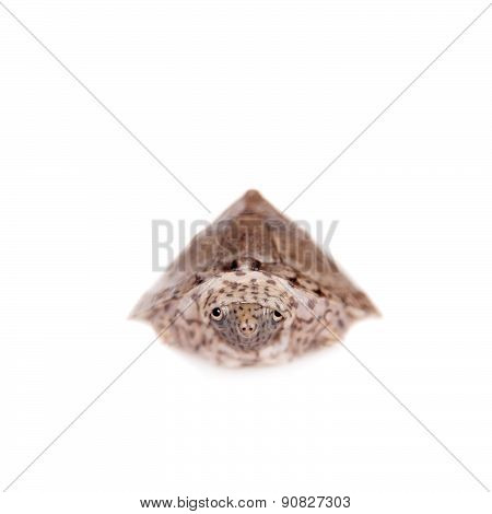 The African keeled mud turtle, Pelusios carinatus, on white