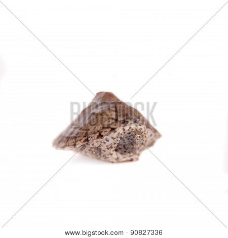 The African keeled mud turtle, Pelusios carinatus, on white