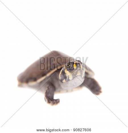 Yellow-spotted River Turtle, Podocnemis unifilis, on white